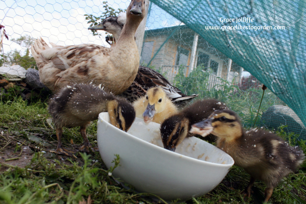 duck watching her ducklings eating from a bowl 