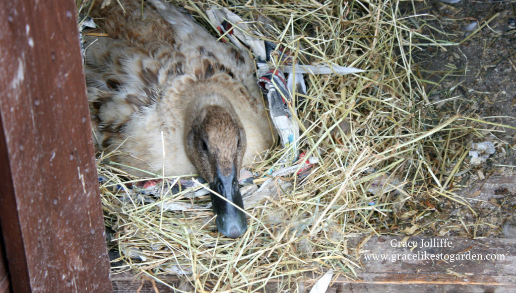 duck hatching eggs illustrating an article about raising ducks