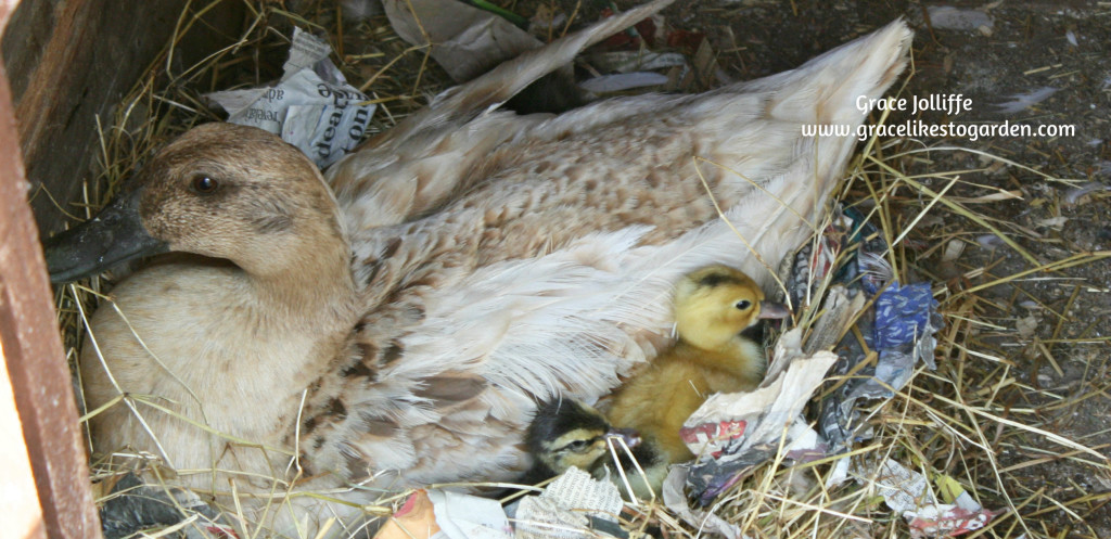 duck with two newly born ducklings illustrating an article about raising ducks