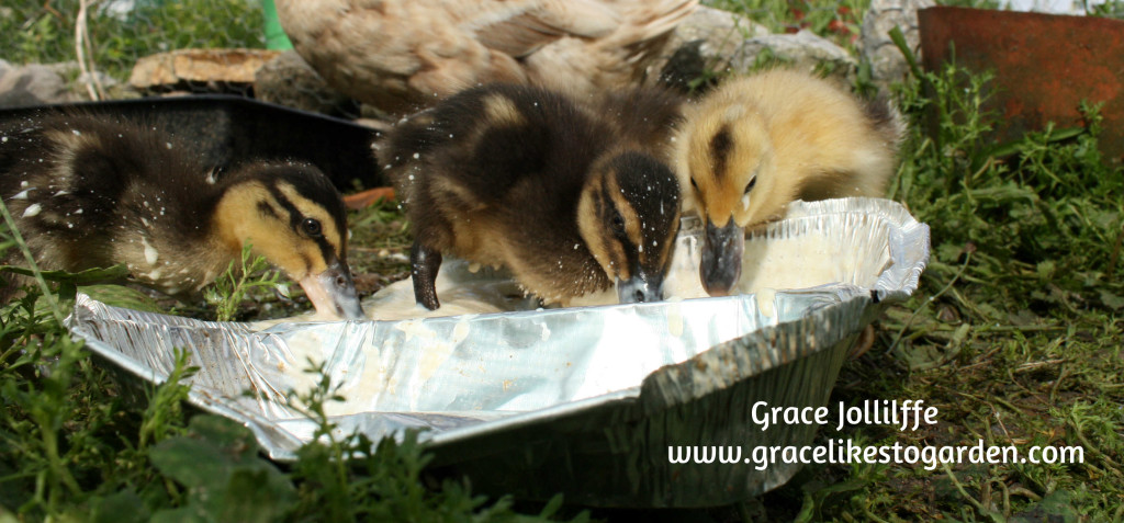 ducklings eating from a tin foil tray