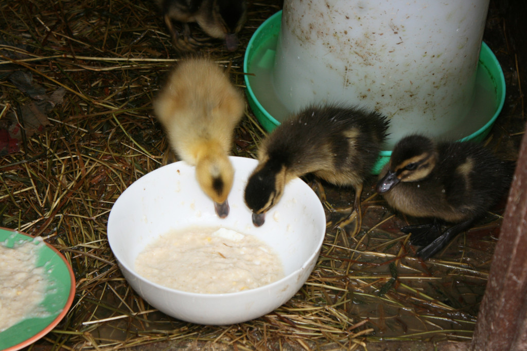three ducklings eating from a bowl - illustrating an article about raising ducks
