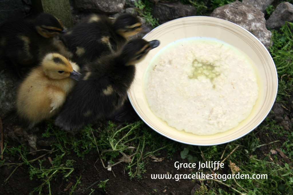 group of ducklings eating porridge - illustrating an article about raising ducks
