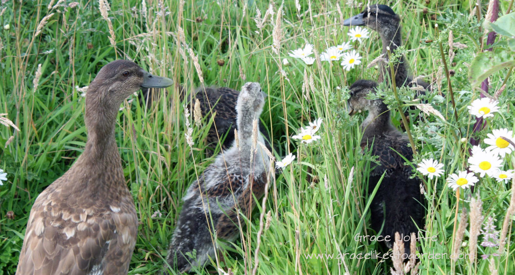 a family of ducks foraging in long grass and daisies