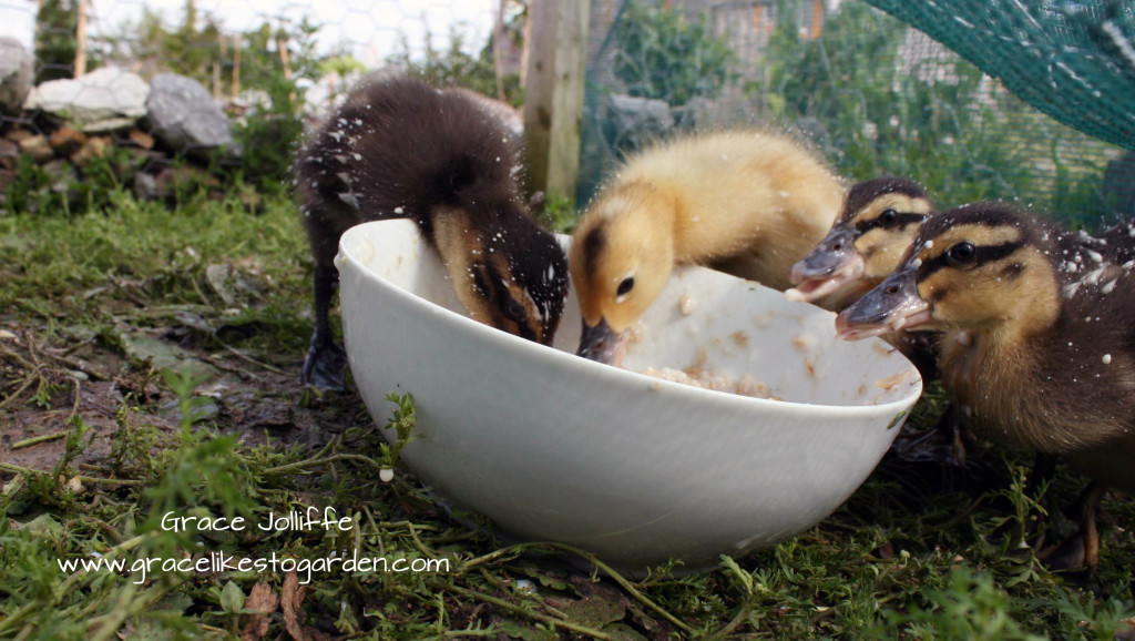 four ducklings eating from a white bowl
