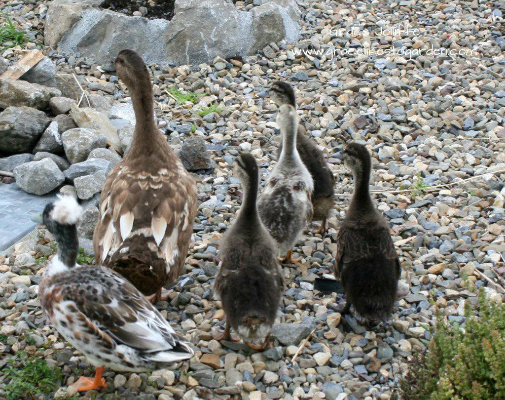 group of ducks and ducklings walking