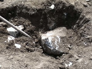digging out a large rock illustrating an article about a permaculture garden
