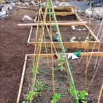 raised beds Illustrating an article about growing a permaculture garden