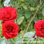 red rose Illustrating an article about growing a permaculture garden