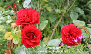 red rose Illustrating an article about growing a permaculture garden