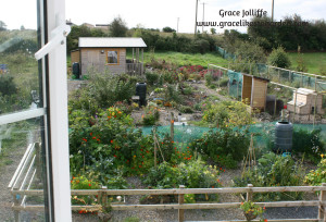 garden with writer's hut strating an article about a permaculture garden