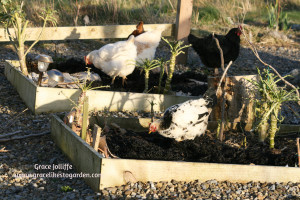 hens eating cabbage illustrating an article about a permaculture garden