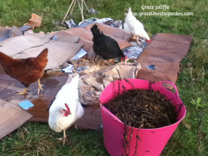 group of hens mulching cardboard and seaweed illustrating a post about a rainy day in Galway bay