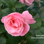 pink rose Illustrating an article about growing a permaculture garden
