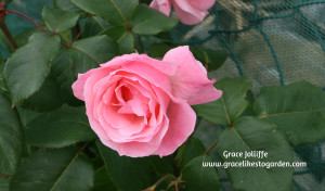 pink rose Illustrating an article about growing a permaculture garden