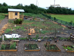 view over raised beds and garden in progress Illustrating an article about growing a permaculture garden