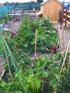 vegetables growing in raised beds Illustrating an article about growing a permaculture garden