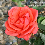 Orange rose Illustrating an article about growing a permaculture garden