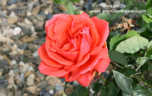 Orange rose Illustrating an article about growing a permaculture garden
