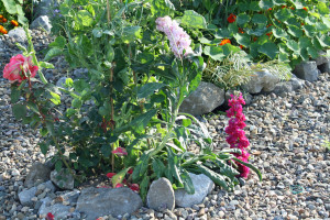 roses growing in a rocky circle Illustrating an article about growing a permaculture garden
