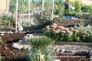 garden with chickens Illustrating an article about a permaculture garden