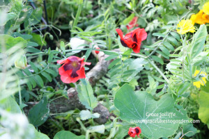 poppies-garden-diaries