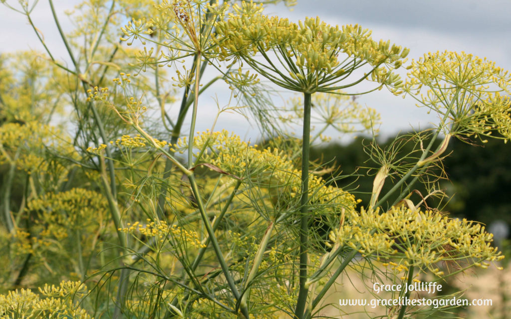 fennel growing in a garden-  illustrating an article about growing herbs