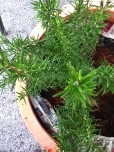 pot of rosemary illustrating article about growing herbs