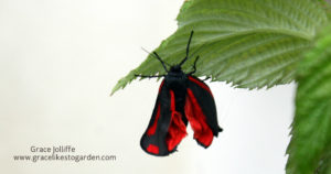 burren moth on a raspberry-leaf illustrating an article about creating the butterfly garden