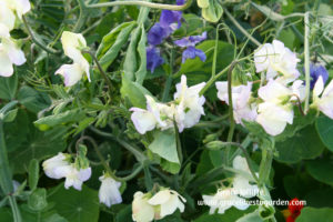 sweet peas illustrating an article about gardening
