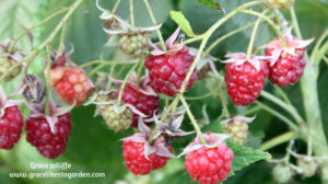  raspberries growing on a bush illustrating an article about growing raspberries