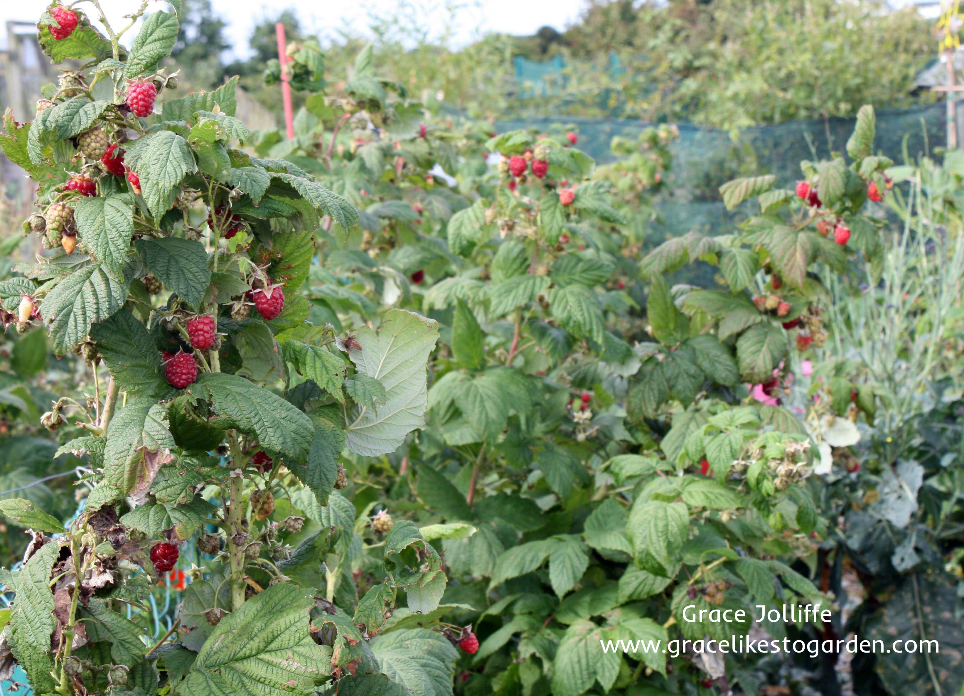 raspberries growing