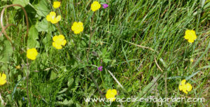 buttercups in grass illustrating an article about buttercups
