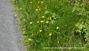 buttercups in hedgerow illustrating an article about buttercups