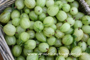 gooseberries in a basket illustrating an article about growing gooseberries