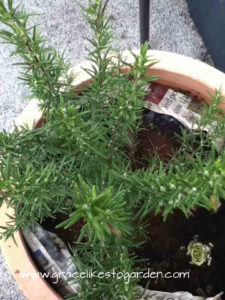growing rosemary - in a pot